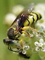 Bembix nubilipennis