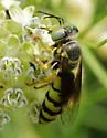 Bembix nubilipennis - photo 2