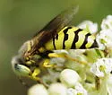 Bembix nubilipennis - photo 4