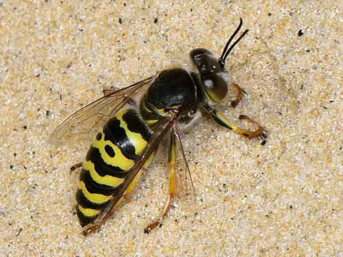 Bembix oculata