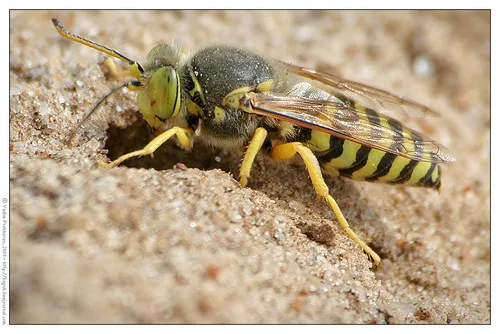 Bembix rostrata