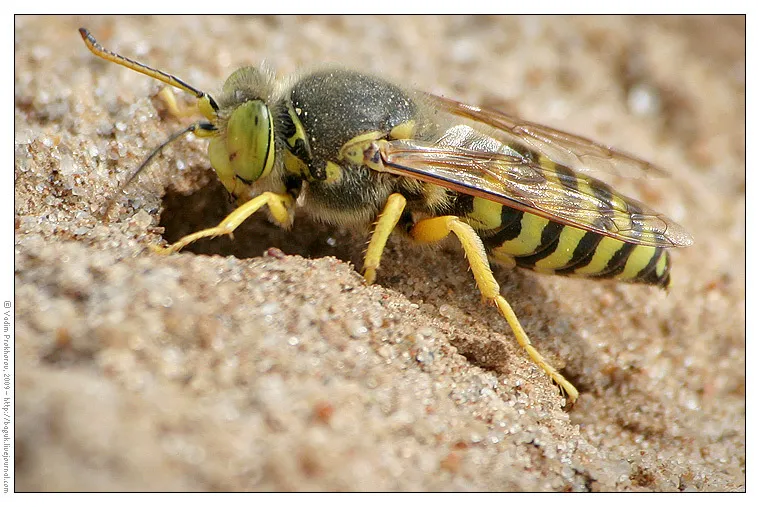 Bembix rostrata - photo 3