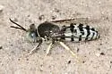 Bembix texana