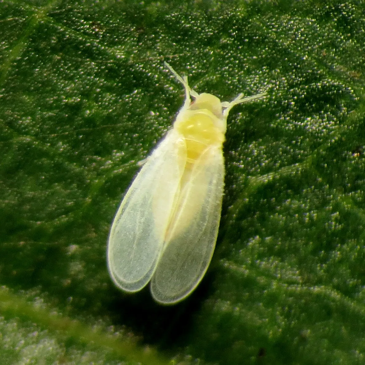 Silverleaf Whitefly - photo 2