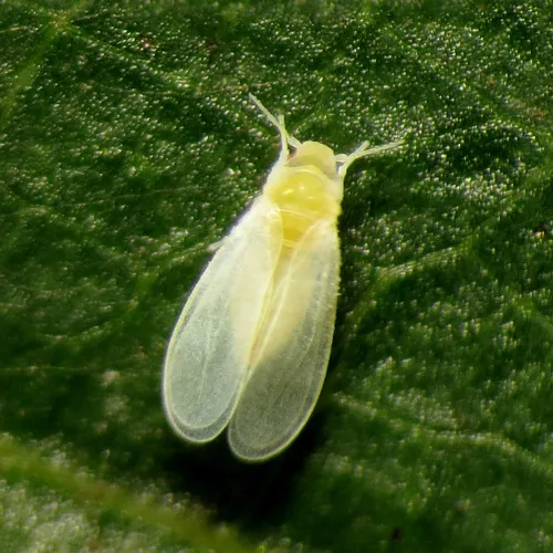 Silverleaf Whitefly - photo 3