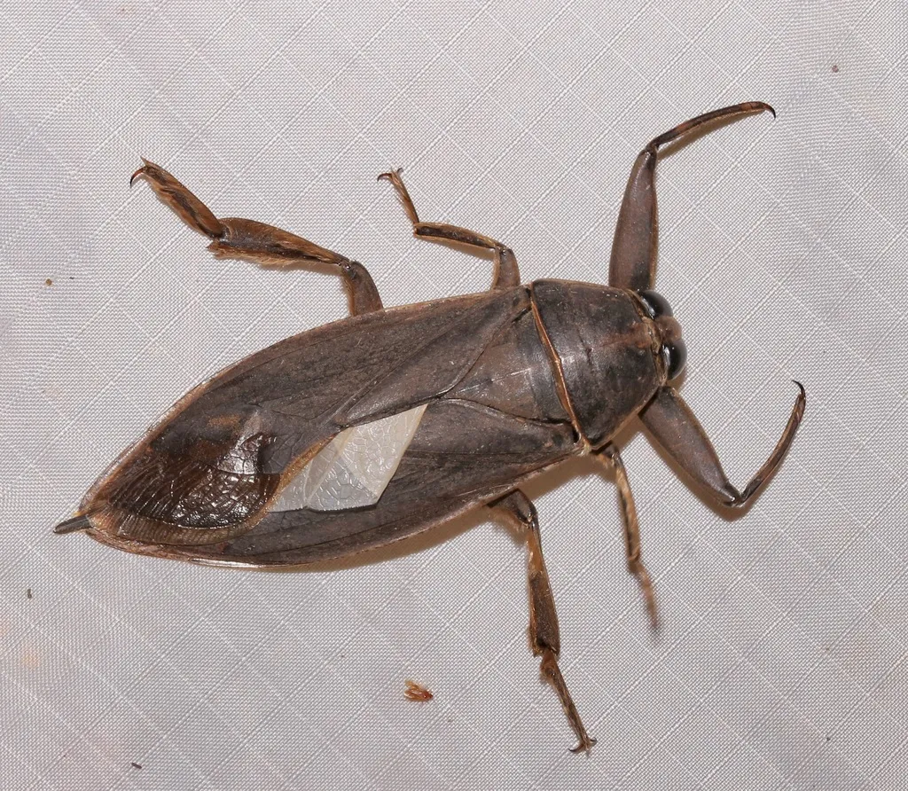 Eastern Toe-Biter