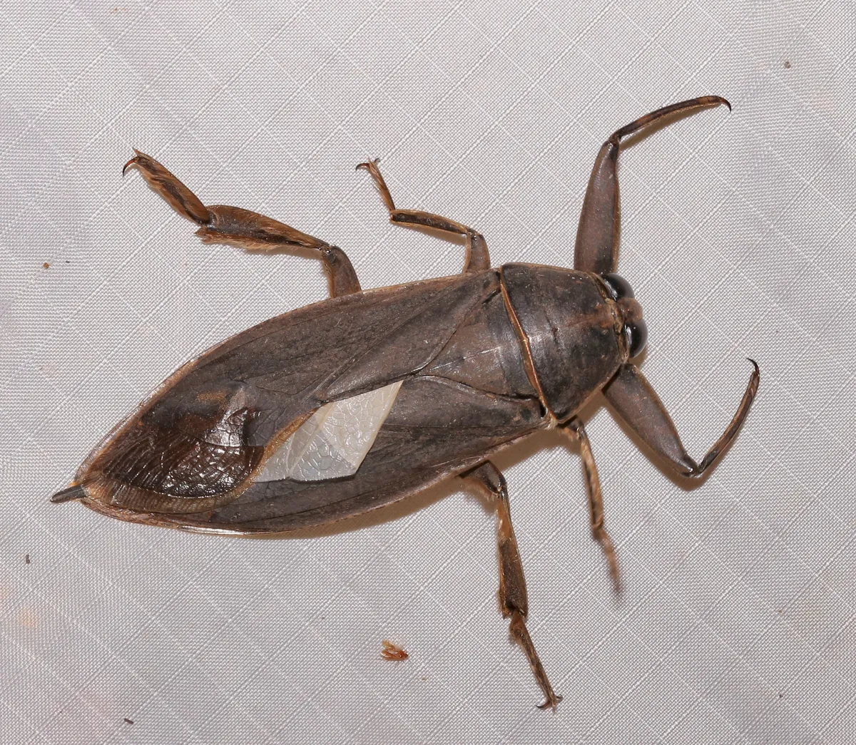 Eastern Toe-Biter - photo 2