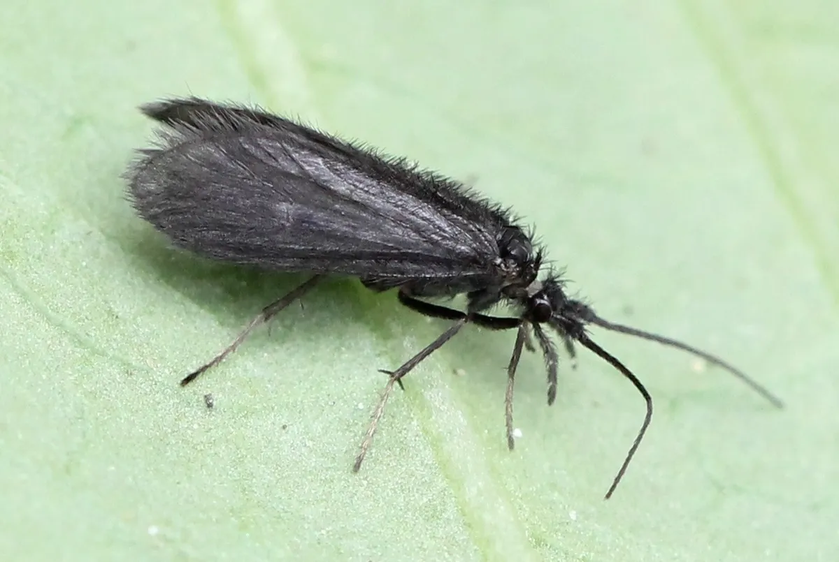 Beraeidae - photo 3