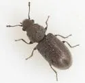 Berginus nigricolor