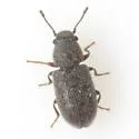 Berginus nigricolor - photo 2