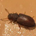 Berginus pumilus