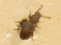 Berginus pumilus - photo 2
