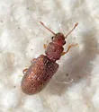 Berginus pumilus - photo 3