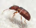 Berginus pumilus - photo 4
