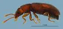 Berginus pumilus - photo 5