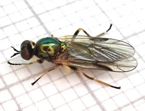 Short-horned Black Legionnaire - Beris fuscipes