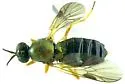 Beris luteipes