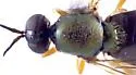 Beris luteipes - photo 3