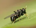 Berkshiria albistylum - photo 2