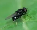 Berkshiria albistylum - photo 3