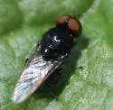 Berkshiria albistylum - photo 4