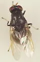Berkshiria albistylum - photo 5