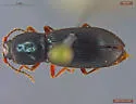 Berninelsonius hyperboreus