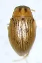 Berosus aculeatus - Berosus aculeatus