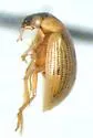Berosus aculeatus - photo 2