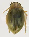 Berosus aculeatus - photo 3