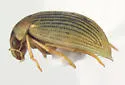 Berosus aculeatus - photo 4