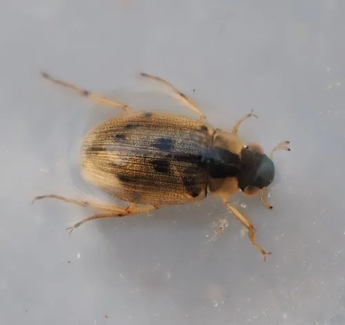 Berosus affinis