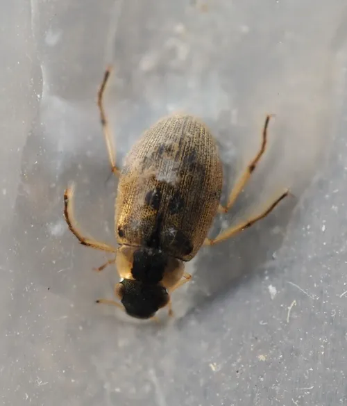 Berosus affinis - photo 2