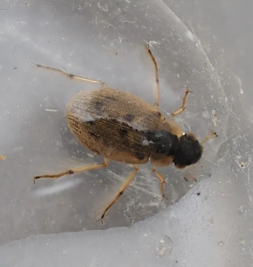Berosus affinis - photo 3