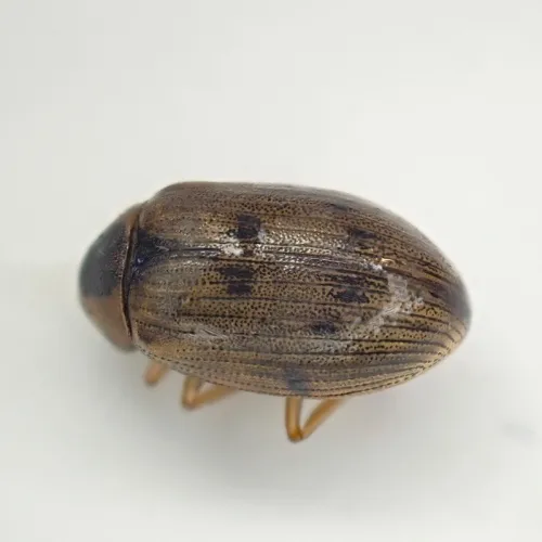 Berosus affinis - photo 5