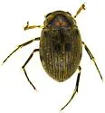Berosus blechrus
