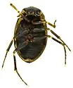 Berosus blechrus - photo 2