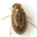 Berosus exiguus