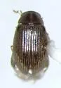 Berosus exiguus - photo 3