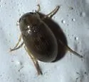 Berosus exiguus - photo 4