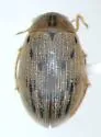 Berosus fraternus