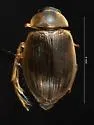 Berosus hatchi