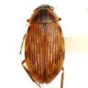 Berosus hoplites