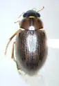 Berosus infuscatus - Berosus infuscatus