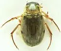 Berosus infuscatus - photo 3