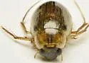 Berosus infuscatus - photo 4