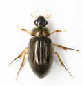 Berosus infuscatus - photo 5