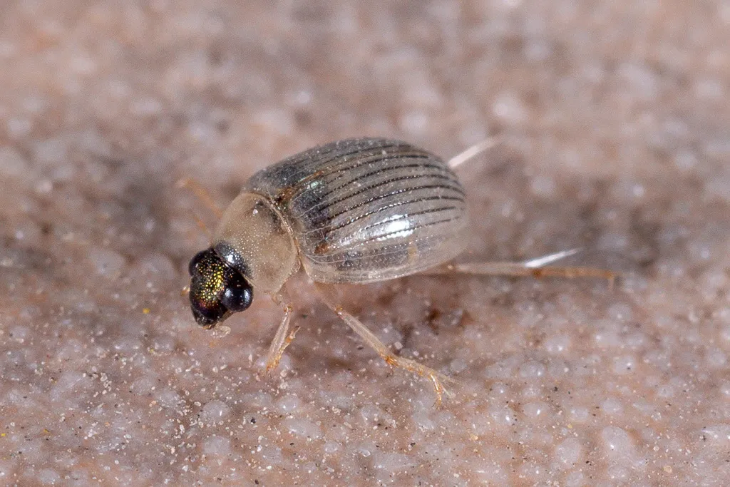 Berosus metalliceps - photo 2