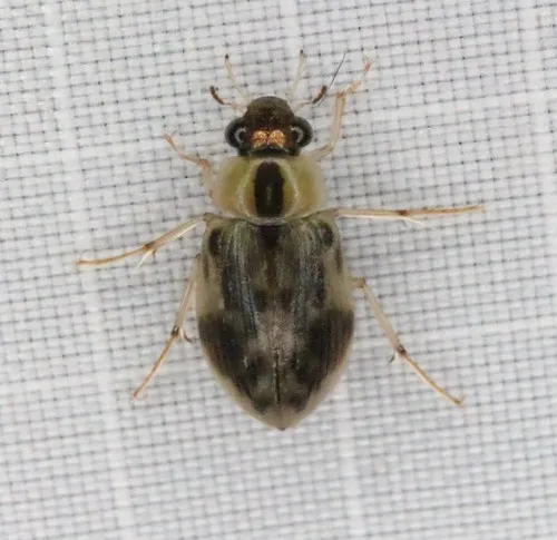 Berosus miles