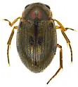 Berosus moerens - photo 2